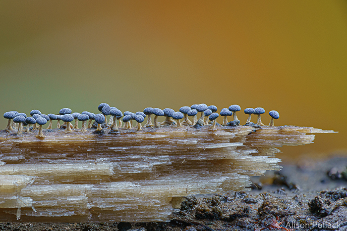 Экстремальные макроснимки грибов