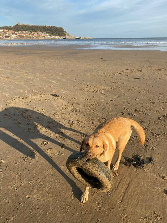 Сеть покорил лабрадор, который собирает мусор на пляжах. ФОТО