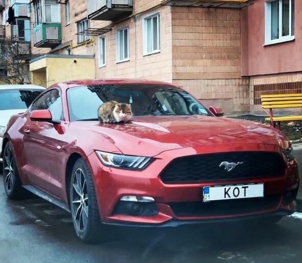 Соцсети насмешил кот, присвоивший себе Ford Mustang. ФОТО