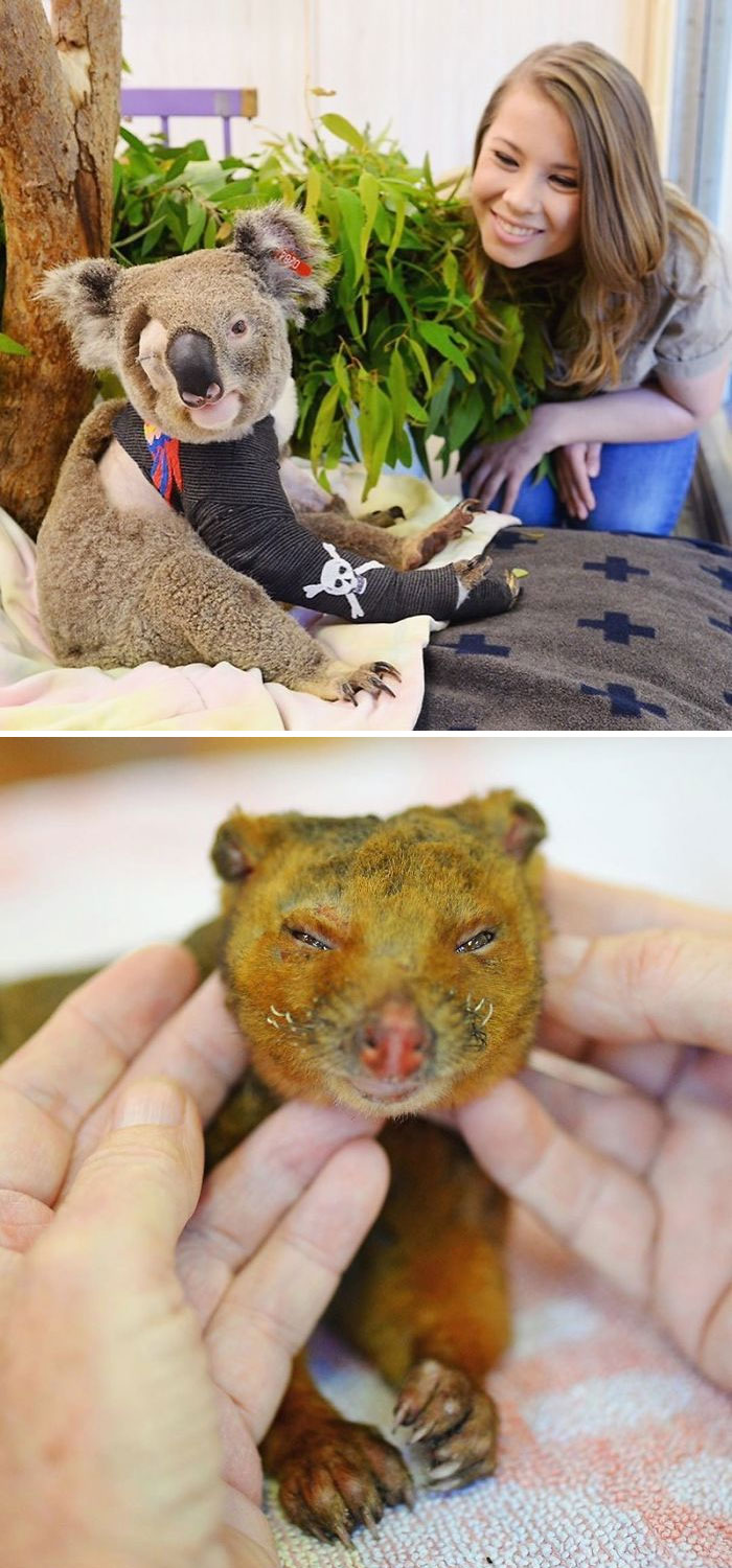 29 фото о том, как в Австралии спасают животных. ФОТО