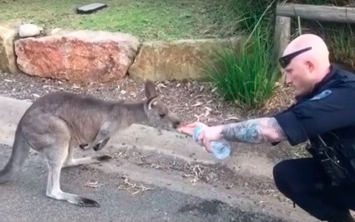 29 фото о том, как в Австралии спасают животных. ФОТО