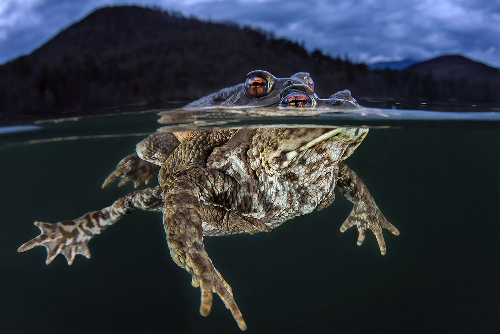 Снимки с конкура подводной фотографии Ocean Art 2019