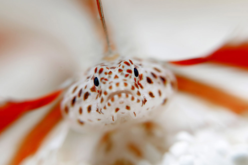 Снимки с конкура подводной фотографии Ocean Art 2019