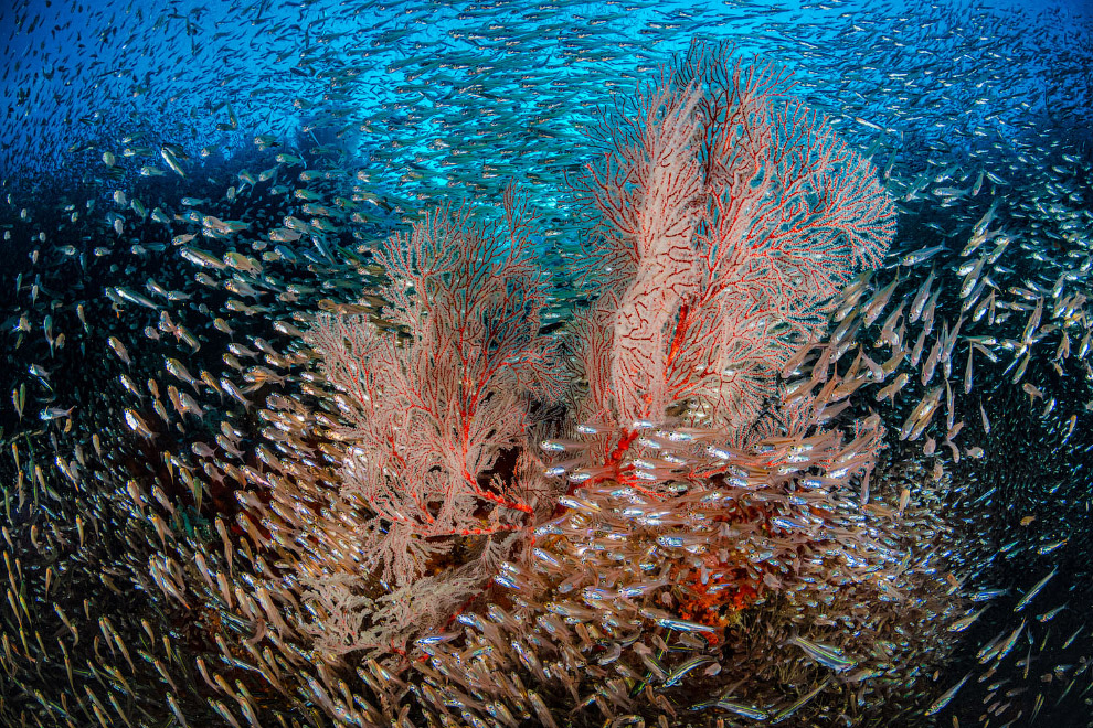 Снимки с конкура подводной фотографии Ocean Art 2019