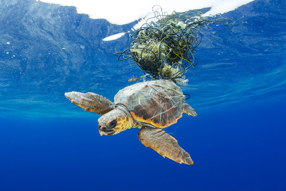 Снимки с конкура подводной фотографии Ocean Art 2019