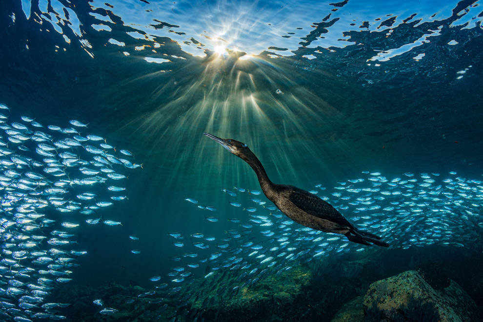 Снимки с конкура подводной фотографии Ocean Art 2019