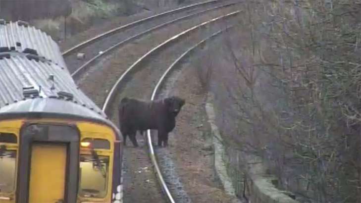 Упрямая горная корова задержала поезд в «час пик». ФОТО