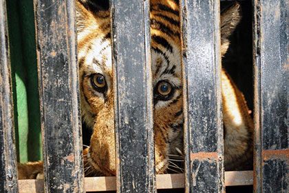 Итальянца арестовали из-за домашнего тигра и наркотиков