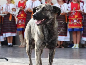 В Ужгороде собирают деньги на памятник погибшей собаке, которую считали "душой города" 