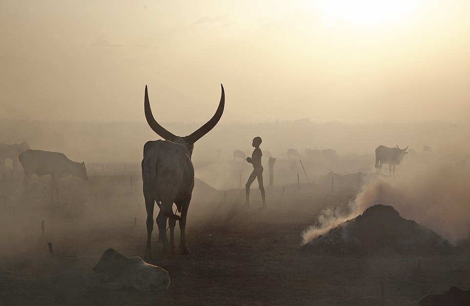 Племя Мундари использует коров в качестве валюты, источника пищи и гордости
