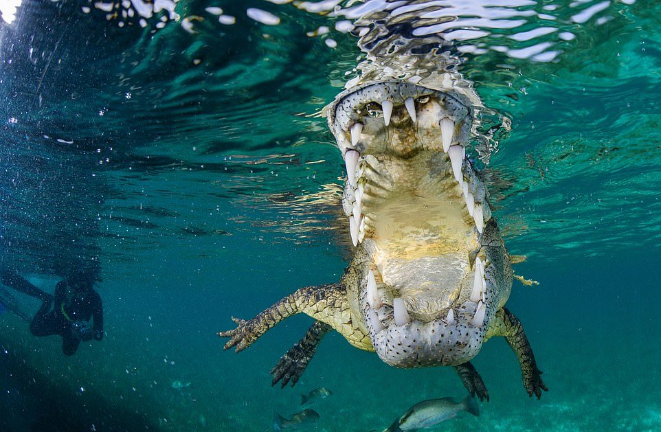 Дайверы плавают рядом с огромными крокодилами