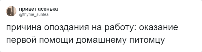 Пользователи Твиттера доказывают, что роботы-пылесосы похожи на котов, и делятся историями их косяков. ФОТО