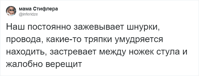 Пользователи Твиттера доказывают, что роботы-пылесосы похожи на котов, и делятся историями их косяков. ФОТО