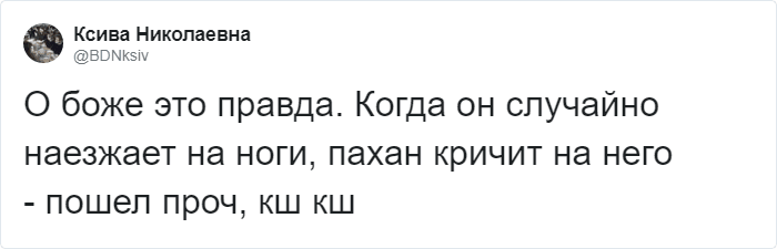 Пользователи Твиттера доказывают, что роботы-пылесосы похожи на котов, и делятся историями их косяков. ФОТО