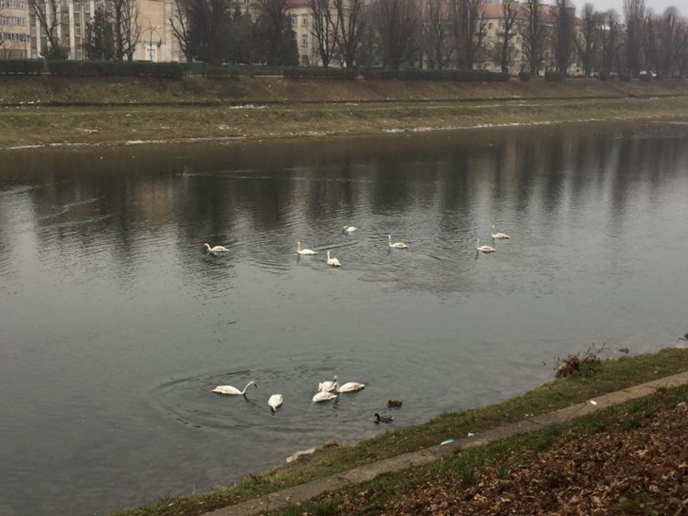 Как лебеди на Уже играют в прятки. ФОТО