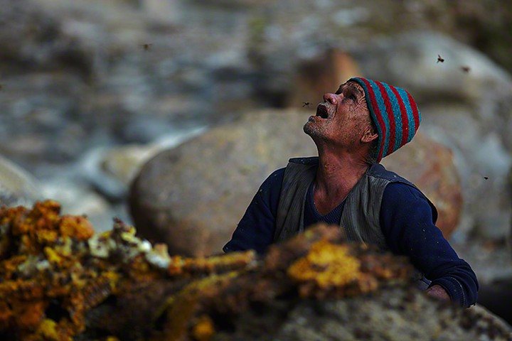 Как добывают сладкое золото Непала. ФОТО