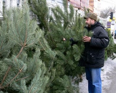 В Киеве продавцы елок подрались из-за места
