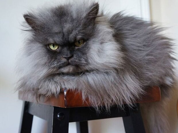 Самый пушистый кот в мире покорил Сеть своей внешностью. ФОТО