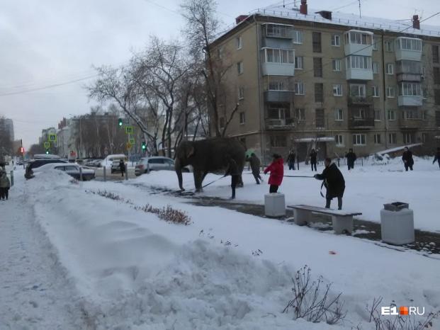 Видеофакт: в российском городе ловили слоних, сбежавших из цирка «на свободу». ВИДЕО