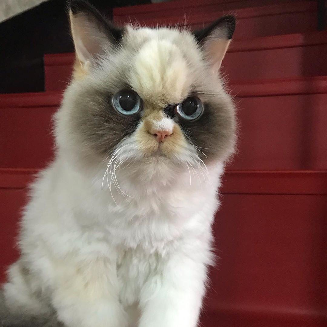 Любители мемов отыскали нового самого угрюмого кота — это не Grumpy Cat, но взгляд у него еще тот. ФОТО