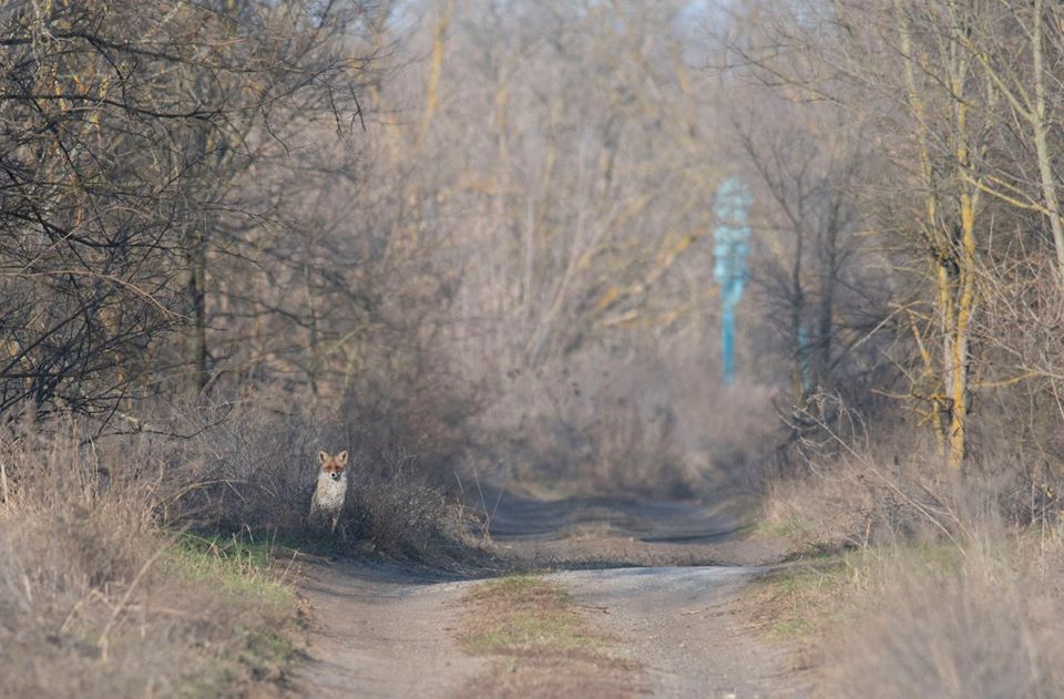 В объектив запорожского фотохудожника попали редкие обитатели Хортицы. ФОТО