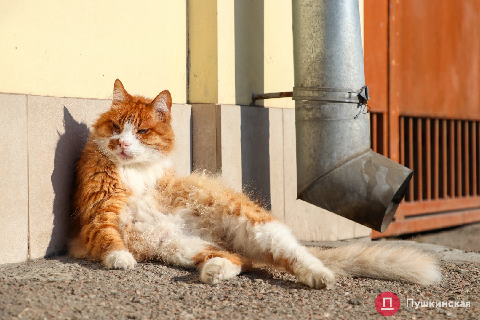 Январские коты, кошки и котики: самый милый фоторепортаж из солнечной Одессы. ФОТО