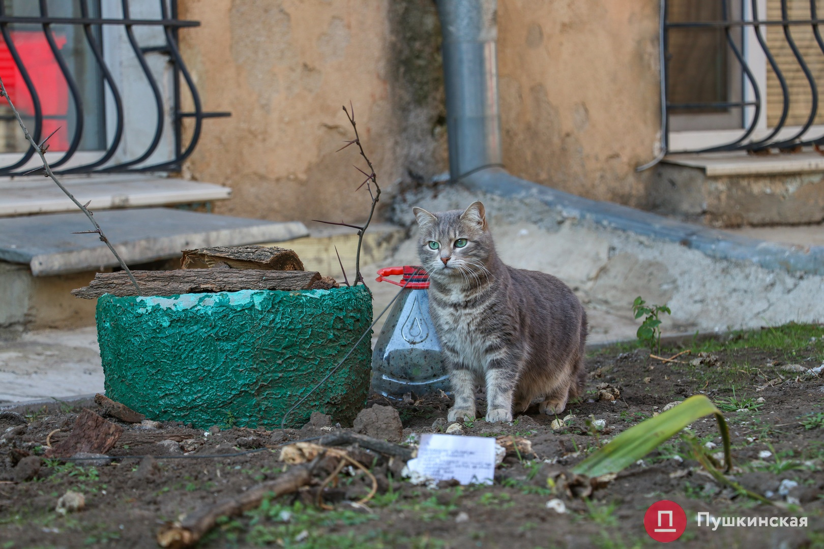 Январские коты, кошки и котики: самый милый фоторепортаж из солнечной Одессы. ФОТО