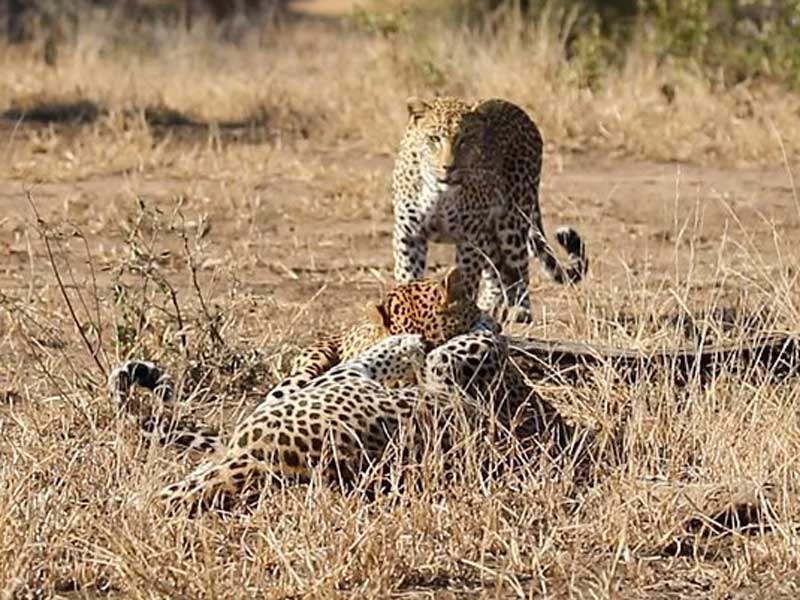 «Битва за любовь» не удалась: самка леопарда разогнала дерущихся из-за нее самцов. ВИДЕО