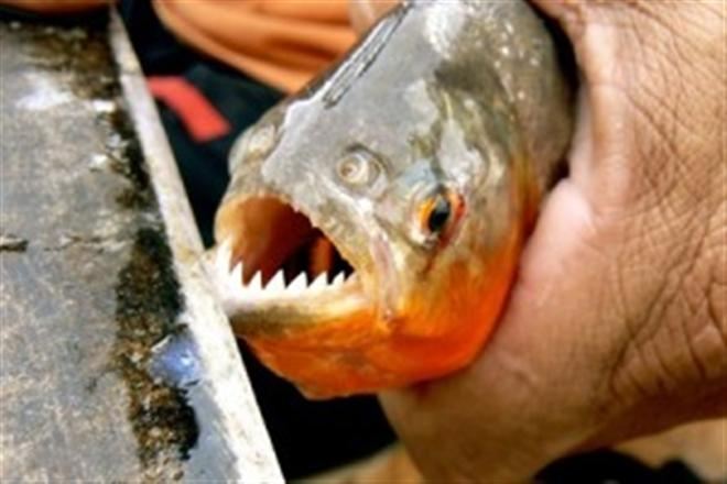 Полсотни аргентинцев искусали хищные рыбы