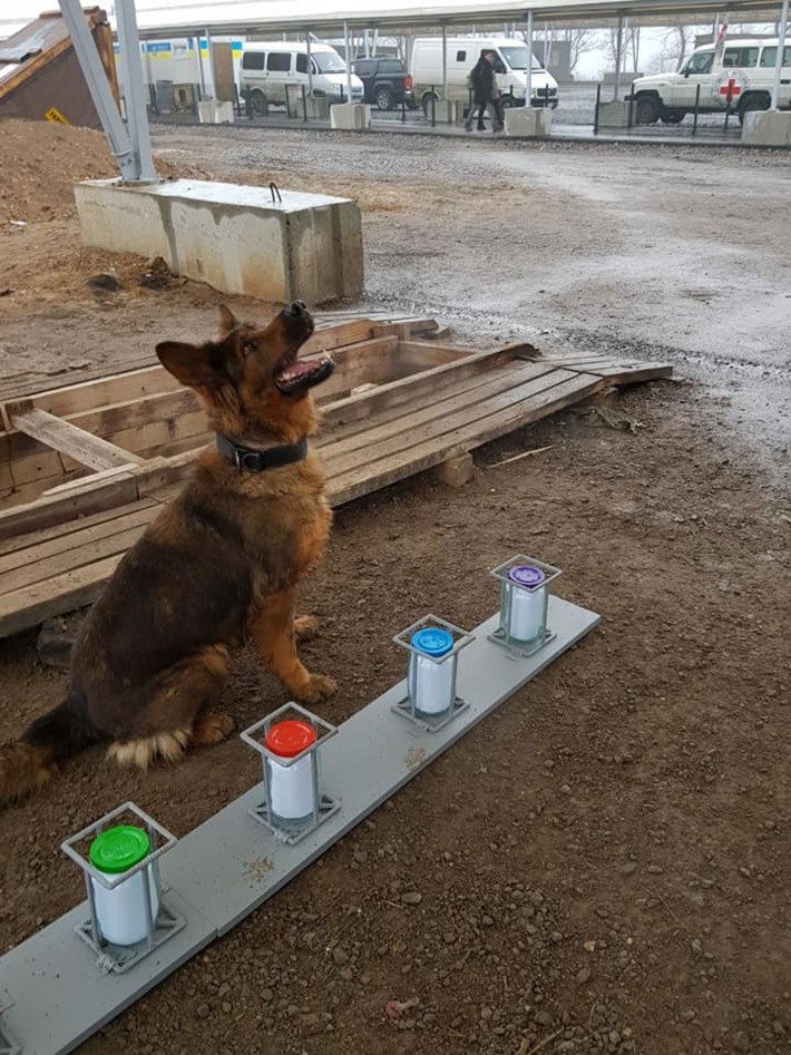 Пограничники показали, как проверяют навыки собак, служащих на КПВВ Донетчины. ФОТО