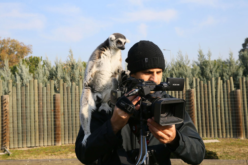 Жизнь животных на фотографиях