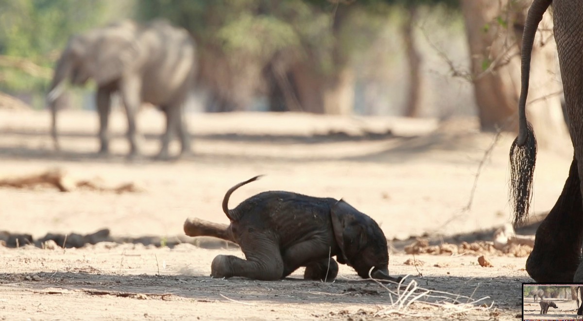 Новорожденный слоненок делает первые шаги