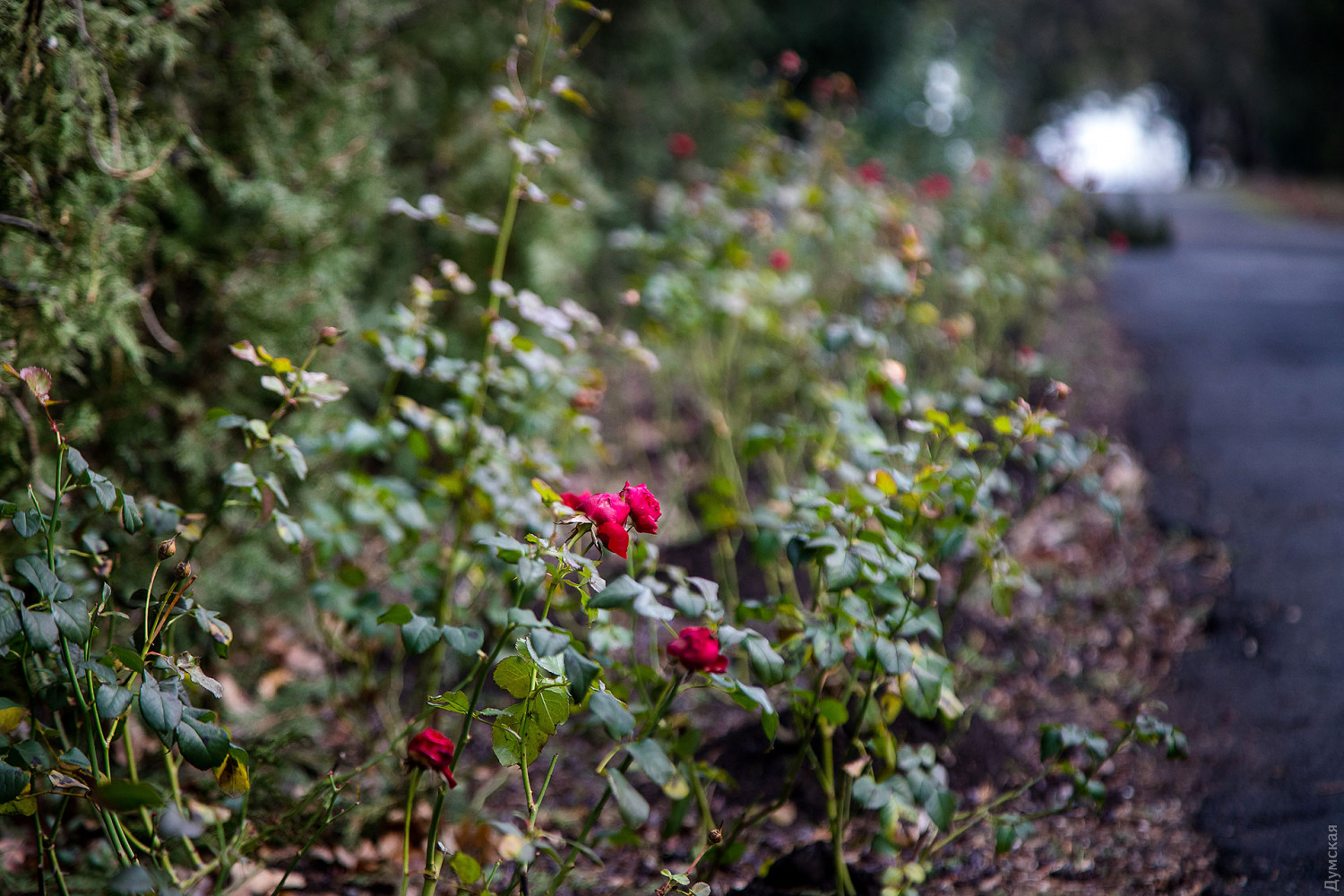 Теплый январь: в одесском Ботаническом саду цветут розы и уже появились подснежники. ФОТО