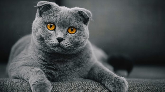 Помощник нардепа от «Слуги народа» задекларировал собственного кота