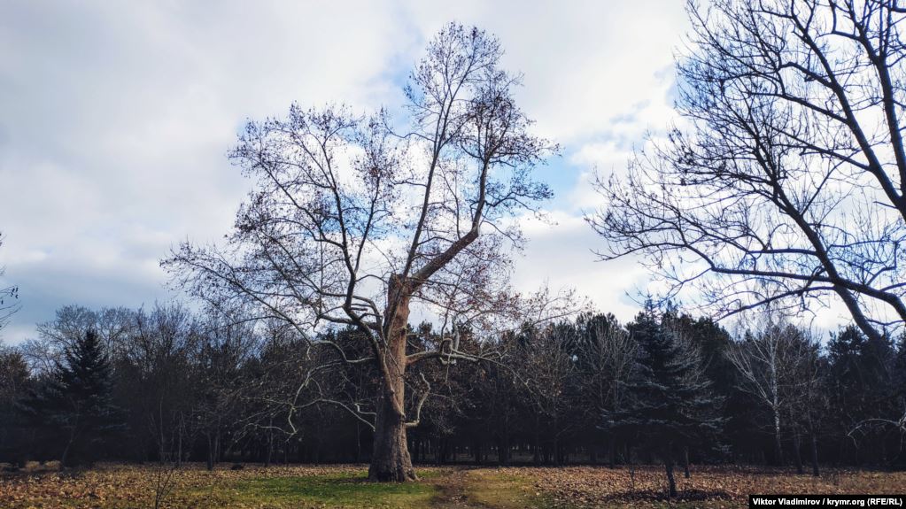 Дерево-великан в одиночестве