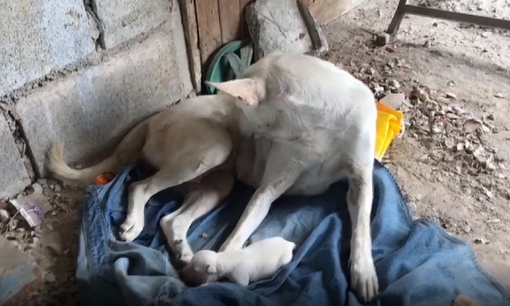 В Таиланде родился одноглазый щенок. ФОТО