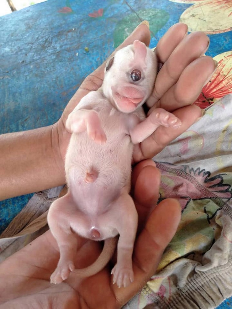 В Таиланде родился одноглазый щенок. ФОТО