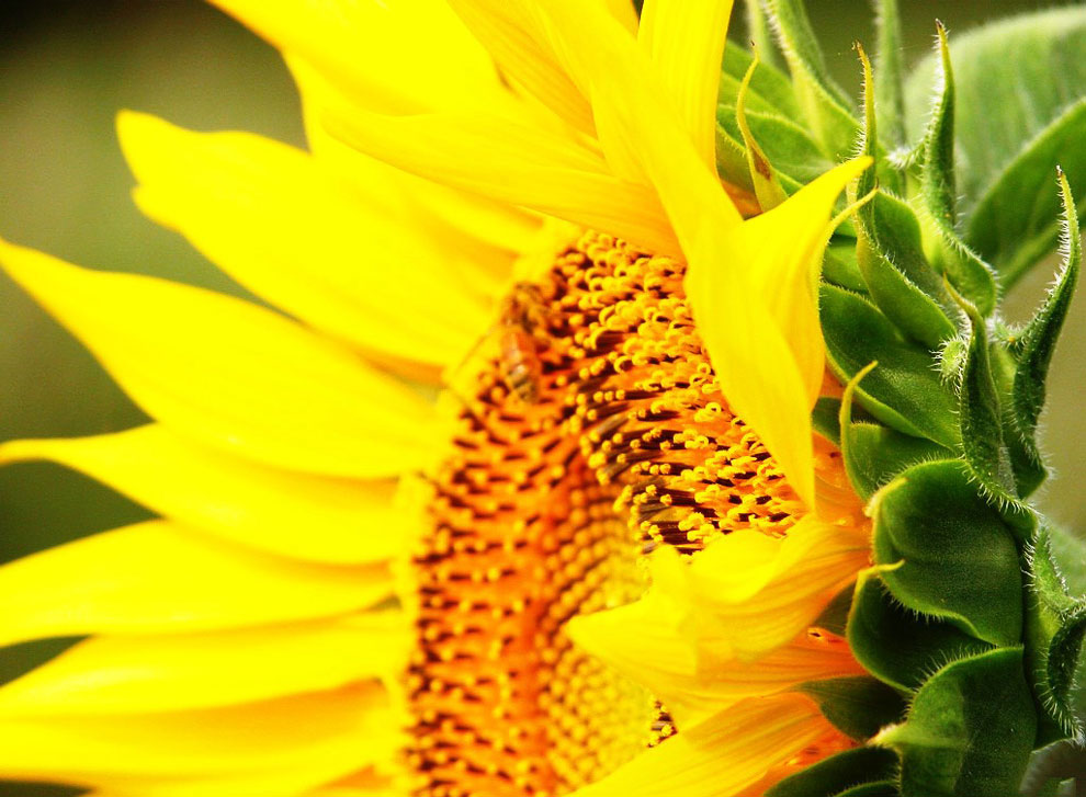 Из истории подсолнечника - цветка солнца