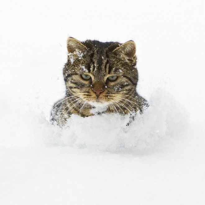 От спокойствия до истерики один шаг: смешная реакция котов на снег