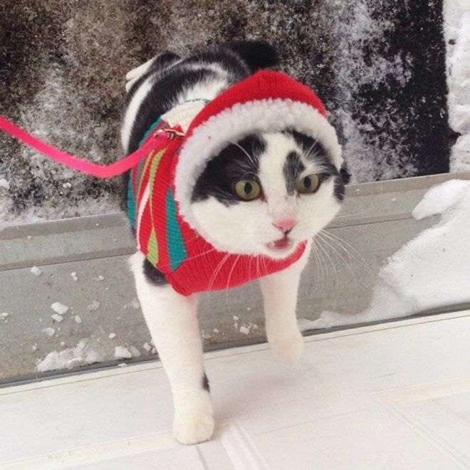 От спокойствия до истерики один шаг: смешная реакция котов на снег