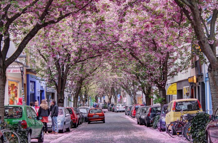 Словами не описать эту красоту: аллеи, по которым стоит прогуляться. ФОТО