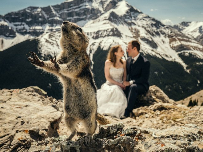 Забавные случайные свадебные фотобомбы