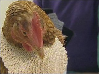 В Британии для облысевших кур вяжут свитера 