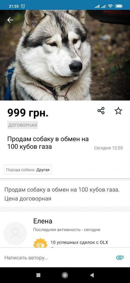 Курьёз: запорожцы продают своих собак на частных сайтах, чтобы “заплатить за газ”. ФОТО