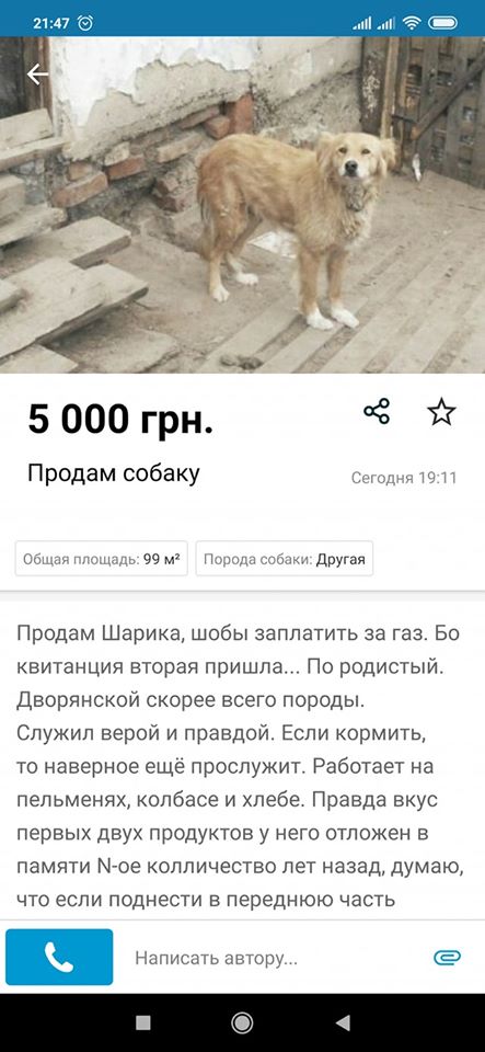 Курьёз: запорожцы продают своих собак на частных сайтах, чтобы “заплатить за газ”. ФОТО