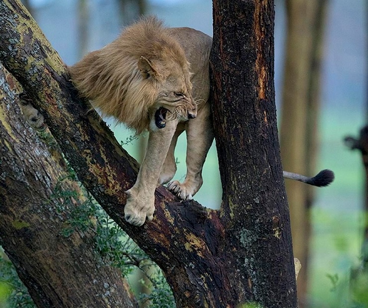 Стадо буйволов загнало льва на дерево. ФОТО