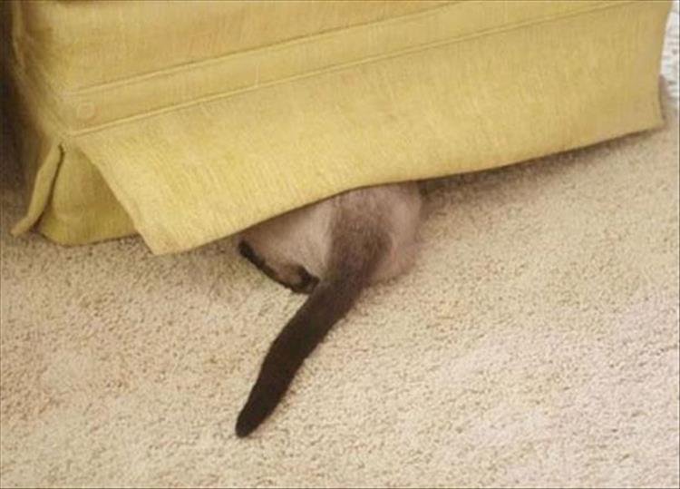 Коты играют в прятки. Кот под диваном. Кот прячется. Кот спрятался. Котенок спрятался.