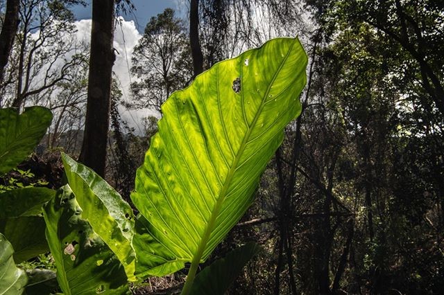 Природа ожила: чарующие снимки Австралии. ФОТО