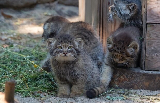 Фермер приютил брошенных котят, которые оказались хищной породой – манулами. ФОТО