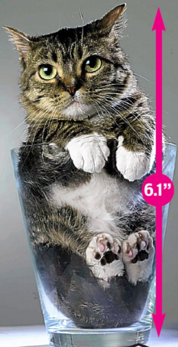 Как выглядит самый маленький кот в мире, занесенный в Книгу рекордов Гиннеса. ФОТО